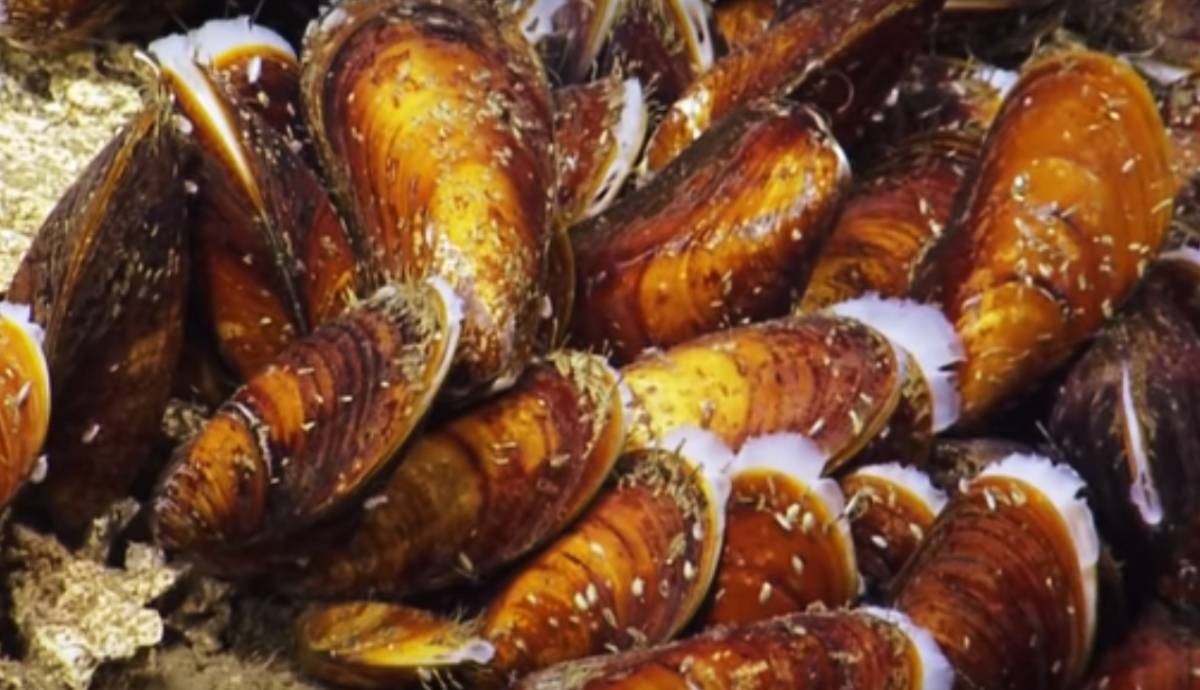 Biolozi u šoku: U Kaliforniji se zbog vrućina dagnje kuhaju na smrt u moru